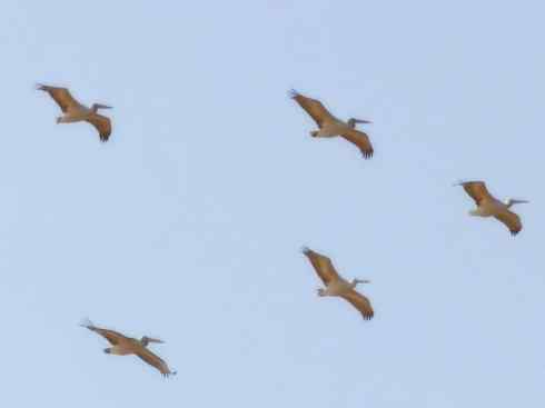 猎奇：奇特的鸟喙之十