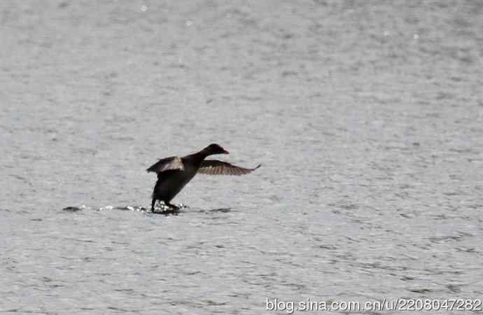 试用大白---鸊鷉家族