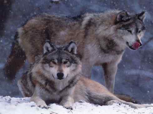 犬科：犬亚科犬属之灰狼