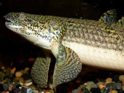 鱼类活化石:多鳍鱼 鱼类活化石:多鳍鱼