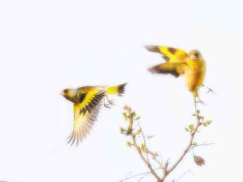 家禽驯化之源之十九（文鸟、金丝雀、金翅雀）