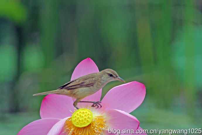 东方大苇莺与荷花（9）