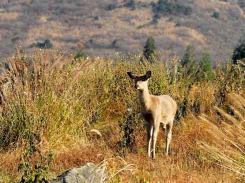 麒麟:传说的兽原型探秘(梅花鹿) 麒麟:传说的兽原型探秘(梅花鹿)