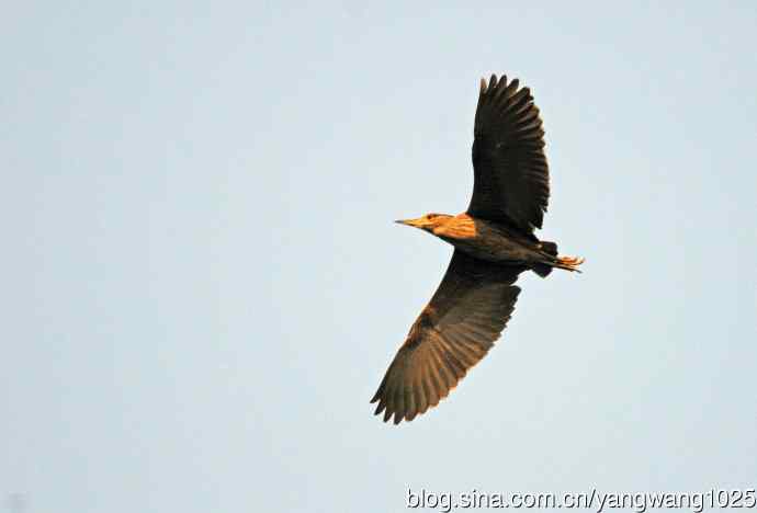 飞(夜鹭)51 飞(夜鹭)51