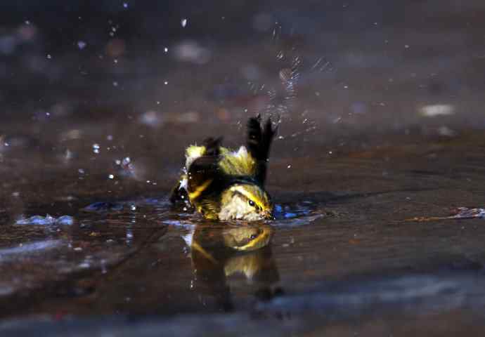 酣畅淋漓腊月澡（柳莺）