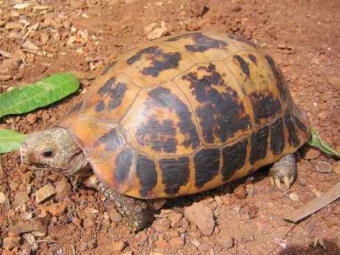 玄武：传说的兽原型探秘（象龟）