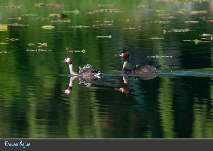 绿意倒映中的pt家园 绿意倒映中的pt家园