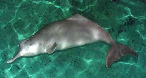 中国十种最最珍稀、濒危、特有的野生动物 中国十种最最珍稀、濒危、特有的野生动物