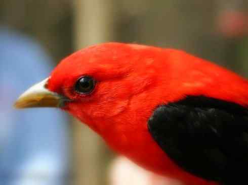 极品红色鸟类：猩红比蓝雀