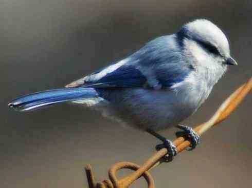 白头鸟系列：另类的美丽6