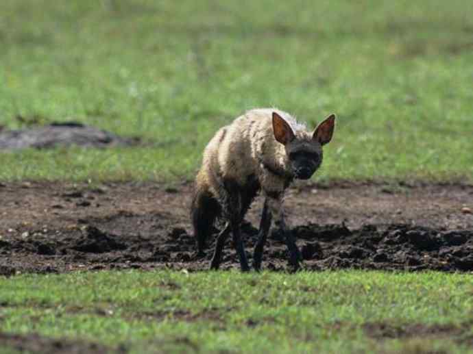 盘点十二大著名食蚁动物：土狼