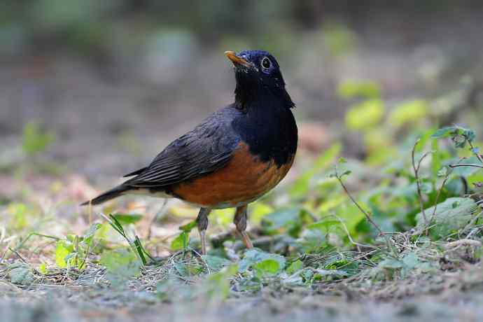 【新鸟】黑胸鸫和乌灰鸫 【新鸟】黑胸鸫和乌灰鸫