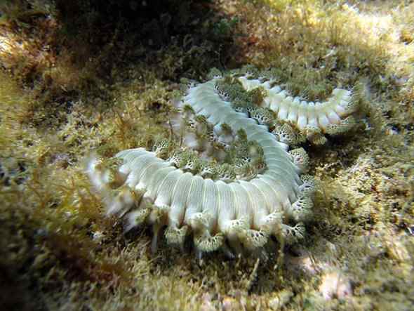 人类第一次完成海洋物种普查：23万种海洋生物