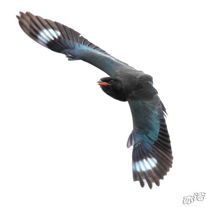 圆明园 wbr路 wbr三宝鸟(清晰、飞行版) 圆明园 wbr路 wbr三宝鸟(清晰、飞行版)