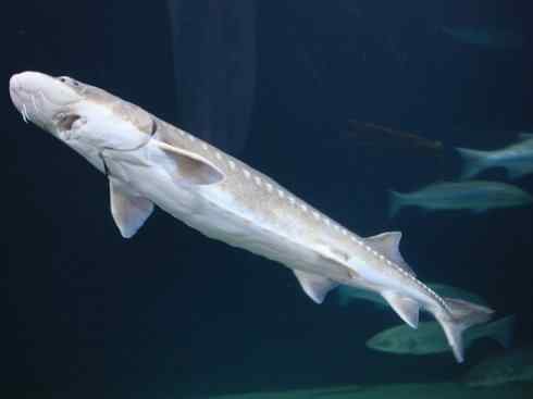 鱼类活化石:中华鲟 鱼类活化石:中华鲟