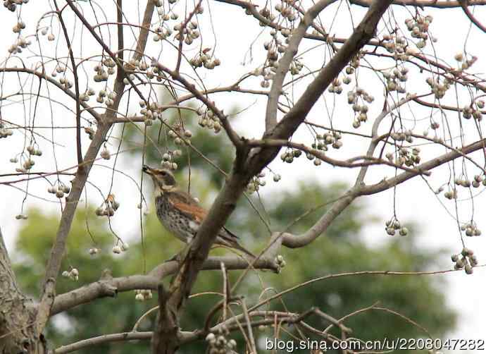 151.圣诞节送上12月份拍新鸟