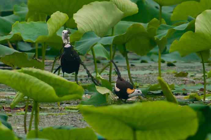 水雉 荷塘里的温柔乡