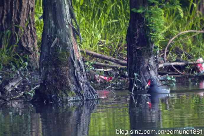 浦东世纪公园拍水鸡