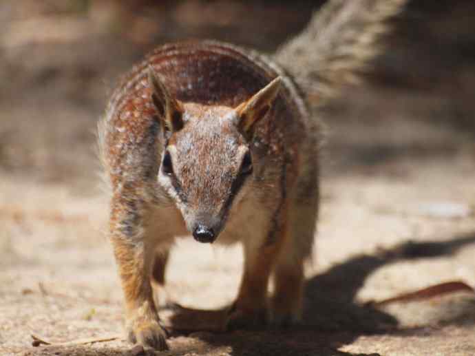 盘点十二大著名食蚁动物:袋食蚁兽 盘点十二大著名食蚁动物:袋食蚁兽