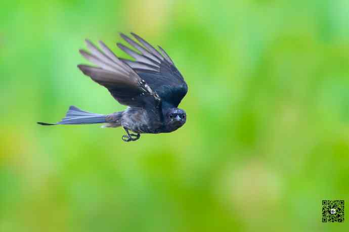 黑卷尾空中抓虫和戏马尾