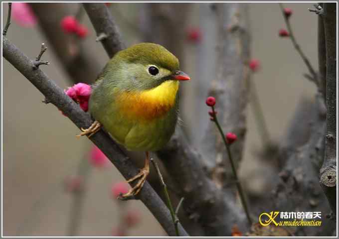 相思鸟与红梅花儿【照片】