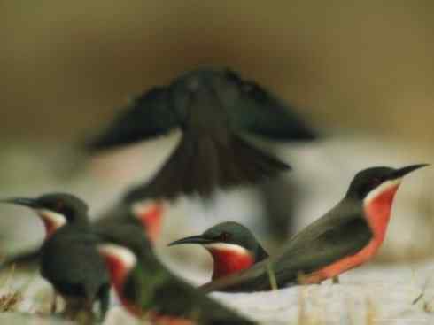 绝色攀禽:佛法僧目之蜂虎4 绝色攀禽:佛法僧目之蜂虎4