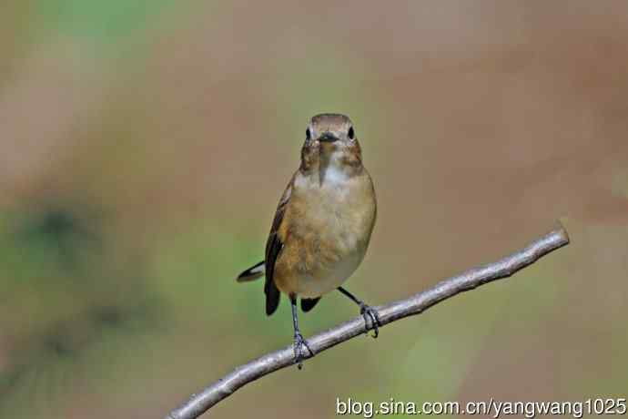 秋天的红喉姬鹟（10）