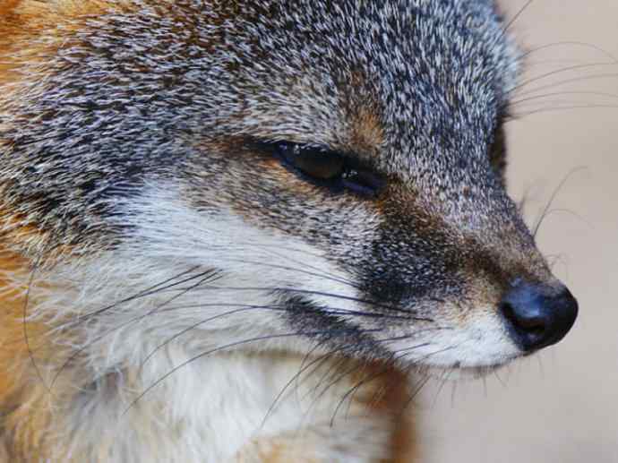 犬科：狐亚科灰狐属之灰狐、岛屿灰狐