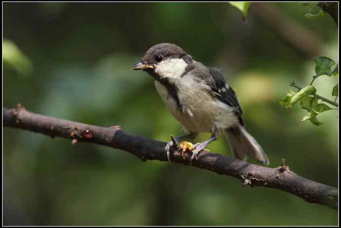 大山雀有儿初长成