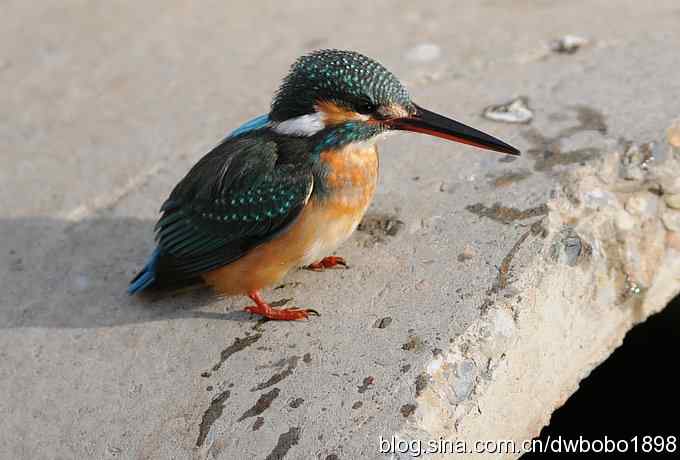 新年第一炮:小翠抓虾 新年第一炮:小翠抓虾