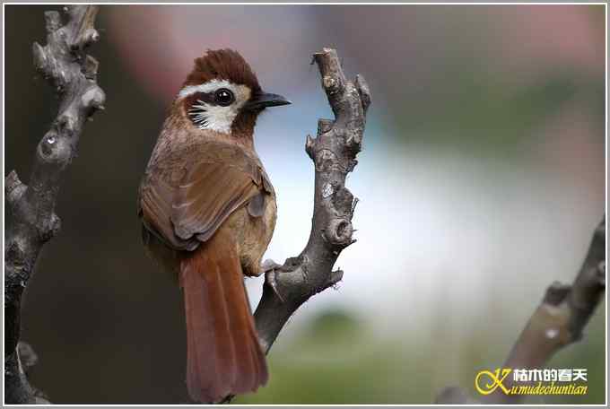 俗鸟“白颊噪鹛”【照片】