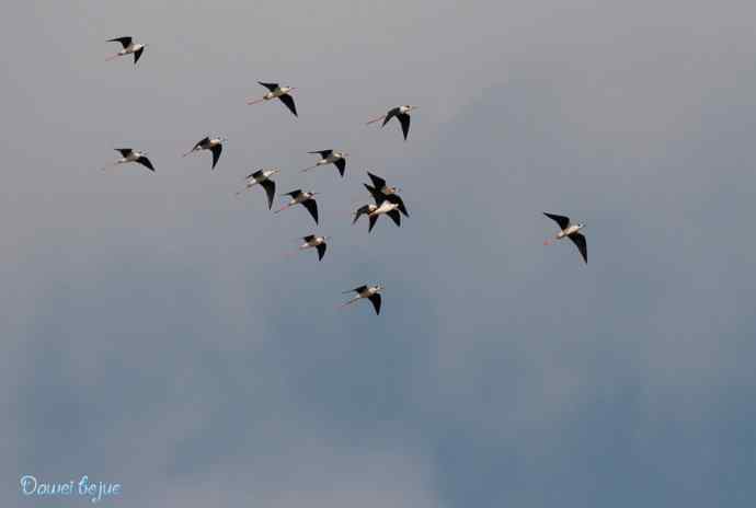 颐和园春鸟乐拍