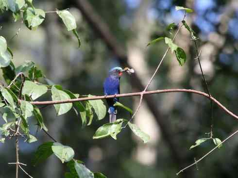 绝色攀禽：佛法僧目之蜂虎2