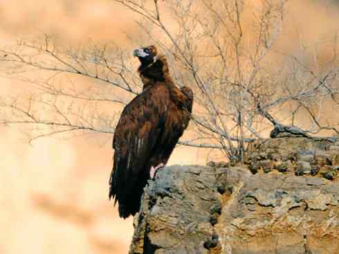 鸟类之最:大秃鹫