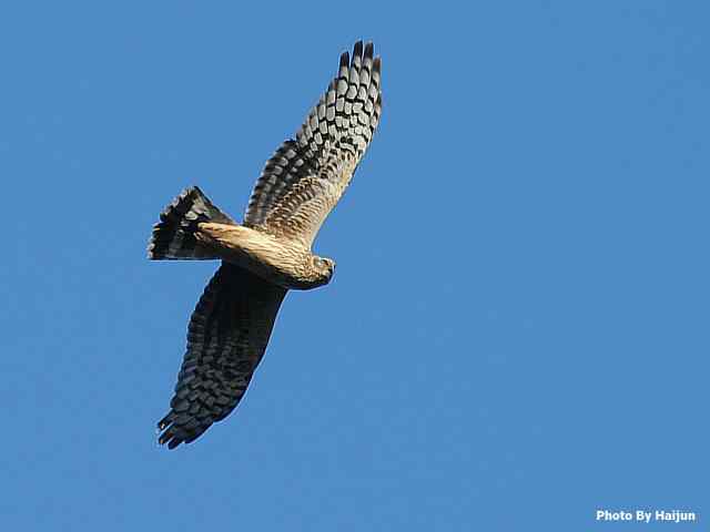 厚道的白尾鹞可以有