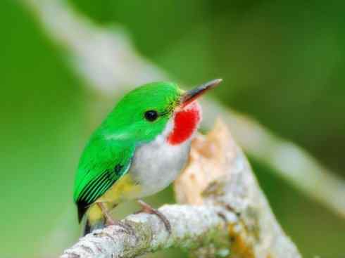 绝色攀禽：佛法僧目之短尾鴗