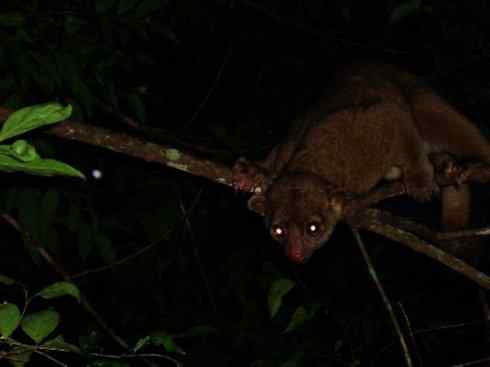 十大喜食蜂蜜动物:蜜熊 十大喜食蜂蜜动物:蜜熊