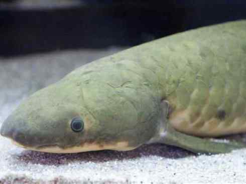 鱼类活化石:澳洲肺鱼 鱼类活化石:澳洲肺鱼