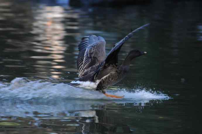 八月十六（杂片）