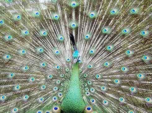 凤凰：传说中的鸟原型探秘（孔雀）