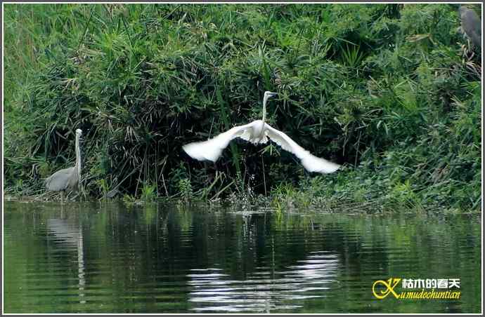 浣花来了大白鹭【照片】