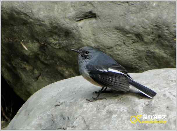 鈥湸蚰疋澦嫦搿菊掌 鈥湸蚰疋澦嫦搿菊掌