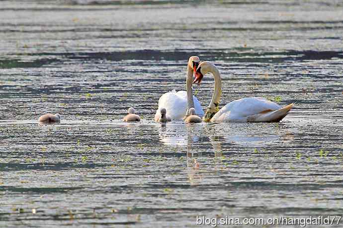 美国鸟类摄影——天鹅一家