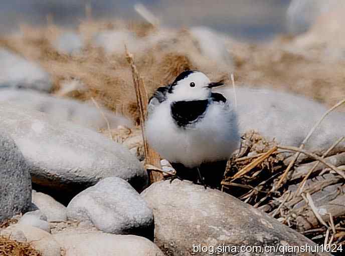 爱干净的小鹡鸰(十渡)