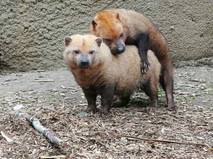 犬科：薮犬亚科薮犬属之薮犬