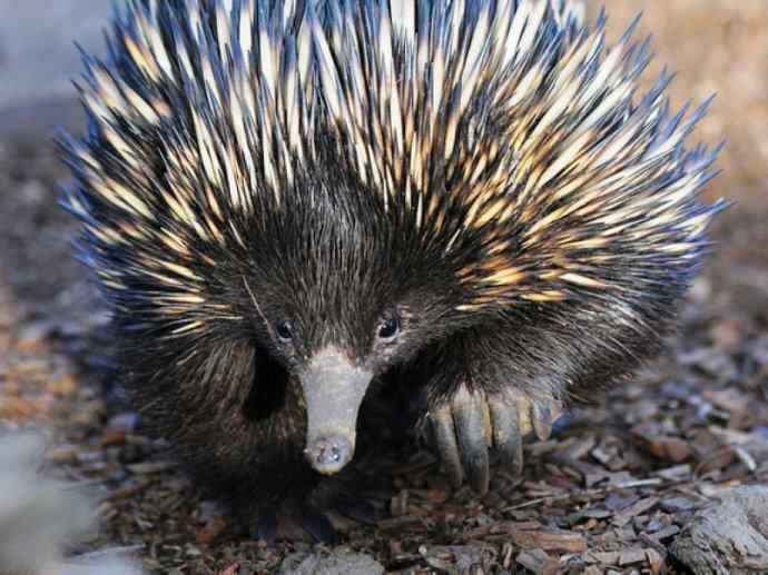 盘点十二大著名食蚁动物：短吻针鼹