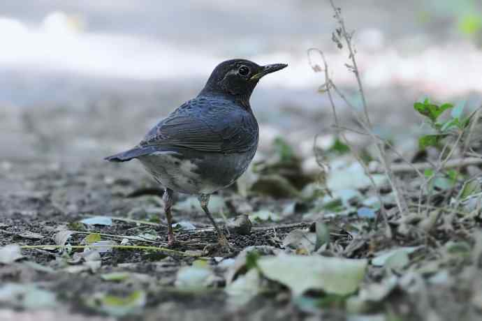 【新鸟】黑胸鸫和乌灰鸫 【新鸟】黑胸鸫和乌灰鸫