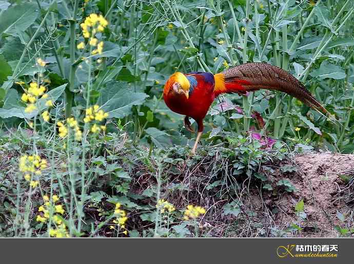 洋县拍鸟：红腹锦鸡