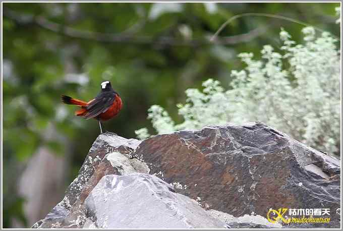 川西高原行•拍鸟【照片】 川西高原行•拍鸟【照片】