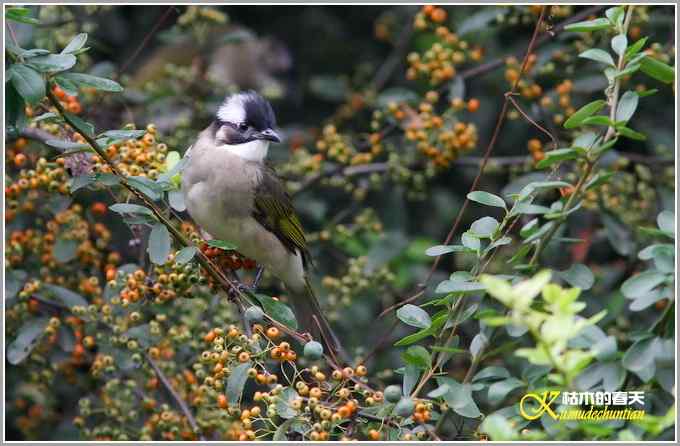 昨天拍的几只鸟【照片】